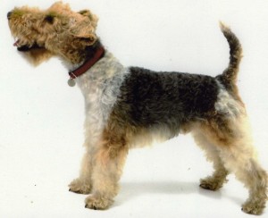 wire-fox-terrier-53025ec592077