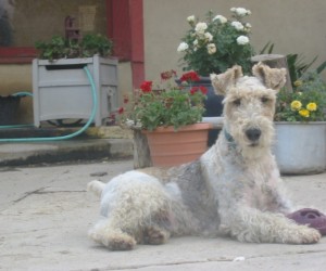 MILOU