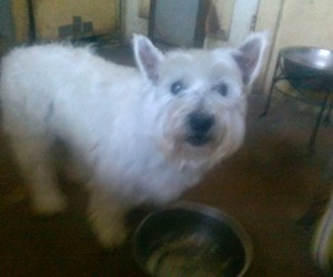 Missy