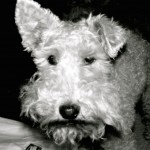 Golda-The Boss