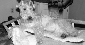 Romeo Relaxing at the Rescue