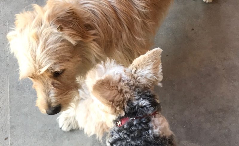 Nr. WFTs Needing Homes
