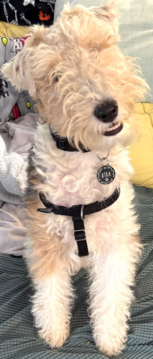 A Wire Fox Terrier smiles for the camera.