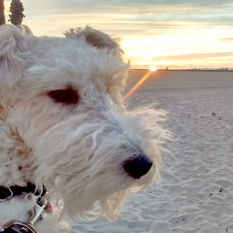 A Wire Fox Terrier looks at the beach while the sun sets behind him.