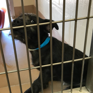  A kenneled rescue looks nervously at a photographer, wondering if this is his new permanent home.