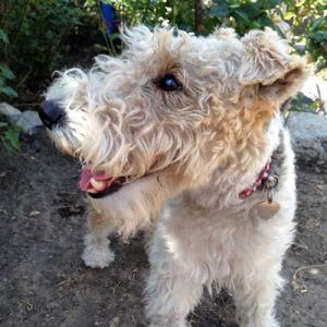 A Wire Fox Terrier caught smiling.