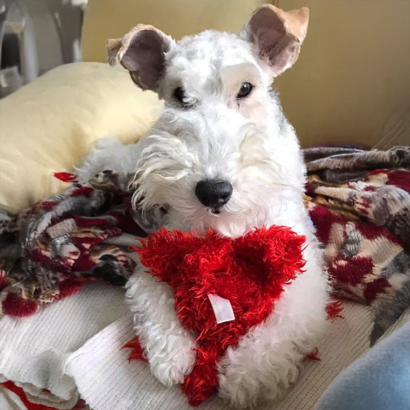 A surrender hugs a fuzzy heart pillow.