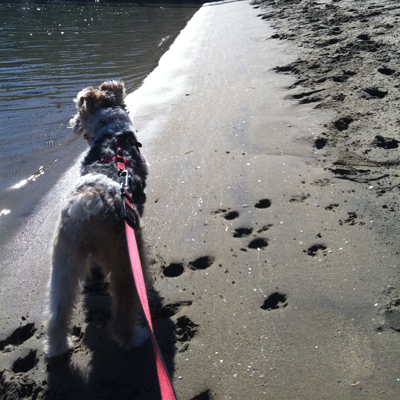  A Wire Fox Terrier leave prints in the say while walking on a leash with a new owner.