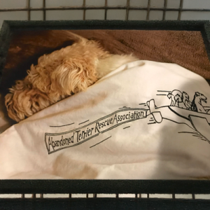 A rescued Wire Fox Terrier sleeps blissfully with a special branded blanky.