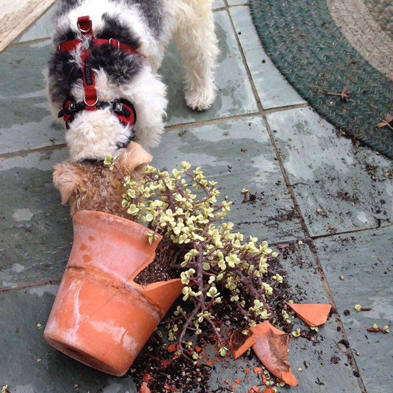 A Wire Fox Terrier does what he does best - dig, baby, dig!