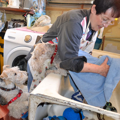 An ATRA volunteer gives a Wire Fox Terrier a bath while a pal tries to help.