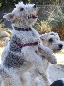 Belle and Ace, two Wire Fox Terriers, show and excited greeting..