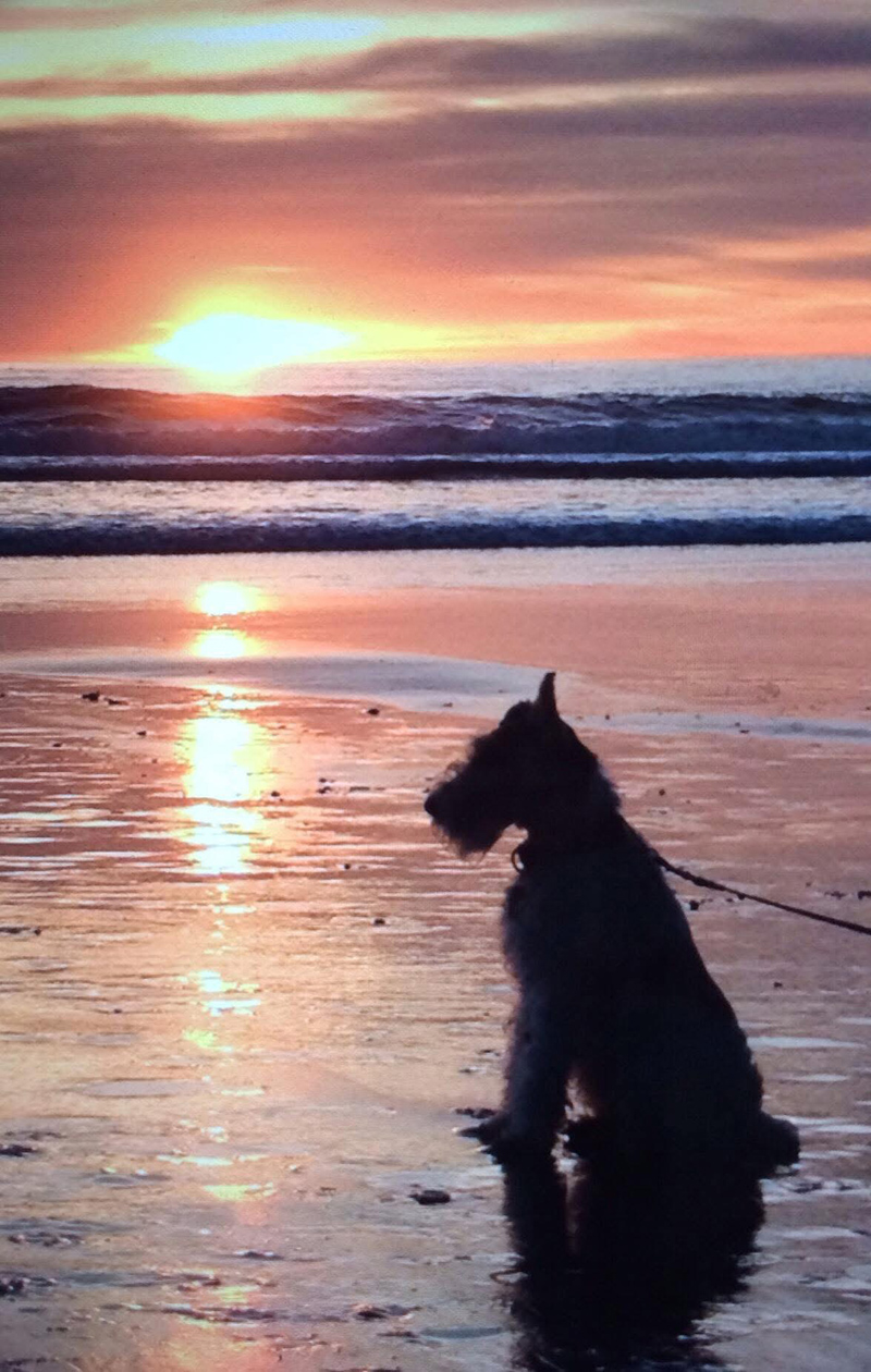 A Wire Fox Terrier has a peaceful moment under a beautiful California beach sunset.